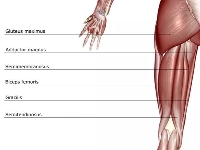 Hamstringy sú antagonistom predného posunu tibie pri poranení ACL