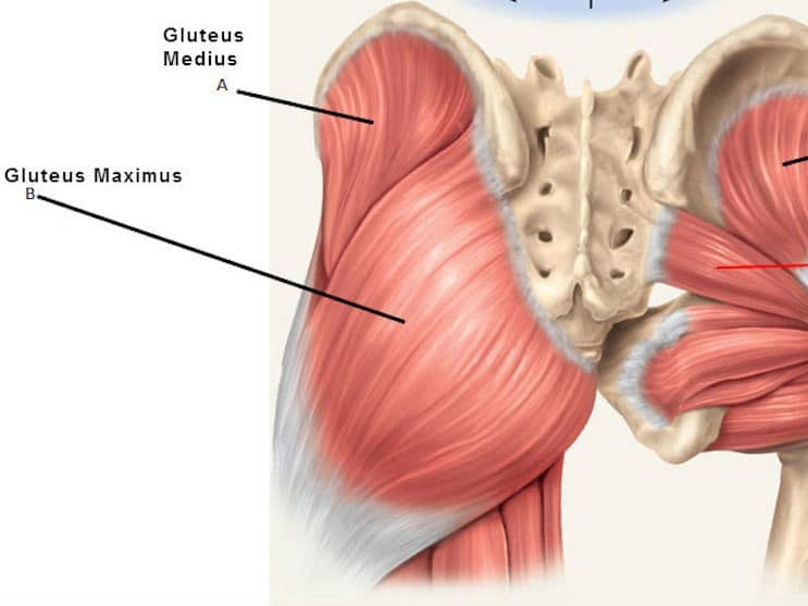 Význam sedacích svalov pri poranení predného skrížneho väzu ACL