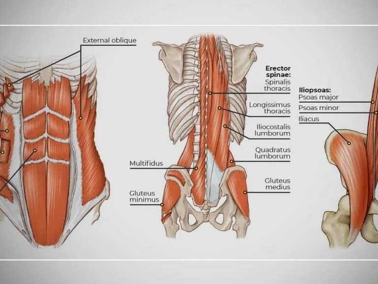 Význam svalov core pri prevencií poranení ACL
