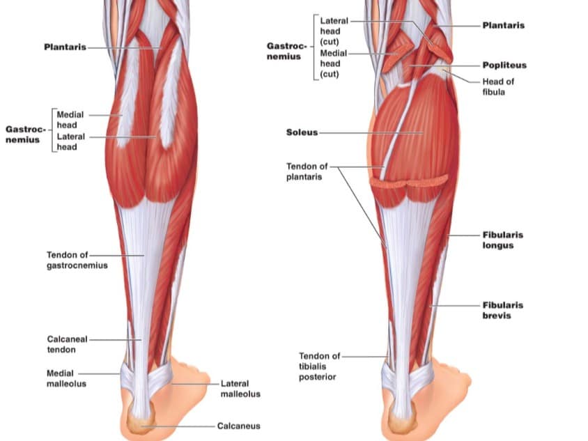 Obmedzená dorziflexia členka zvyšuje riziko poranenia predného skrížneho väzu ACL